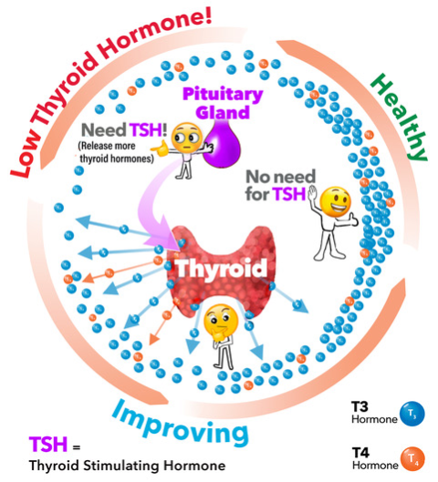 Thyroid Hormone Levels