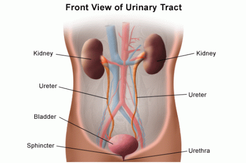 Urinary Tract Diagram