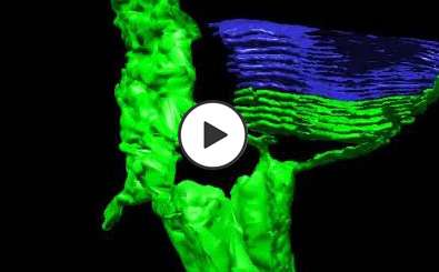 Photoreceptor Disks Video Thumbnail