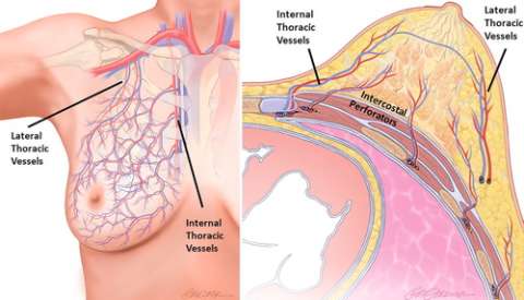 Normal arterial and venous anatomy of the breast.
