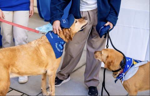 Therapy Dogs at CORE Kidney Patient Summit