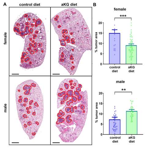 Stained female and male tissue sections comparing control vs aKG diet with adjacent bar graphs