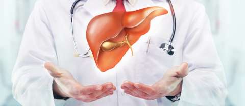 Doctor with liver floating above open hands