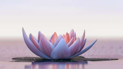 White and pink lotus floating on water