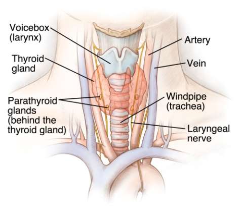 Parathyroid Gland Illustration