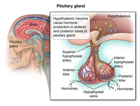 Pituitary Gland Illustration