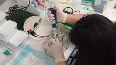 Lab member pipetting