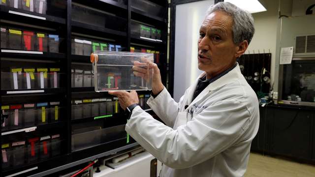 Dr. Jeff Bronstein Holding Zebra Fish