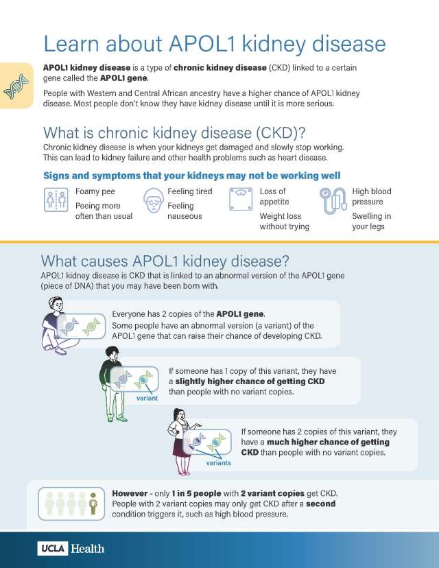 APOL 1- educational flyer