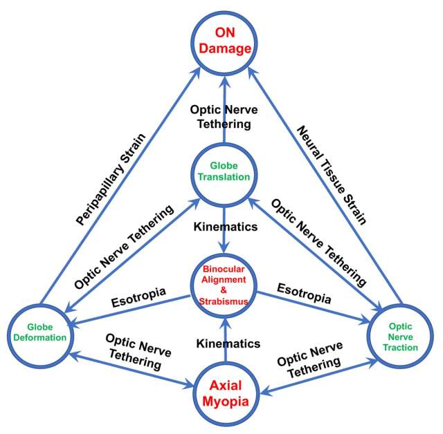 Nexus of eye movements diagram