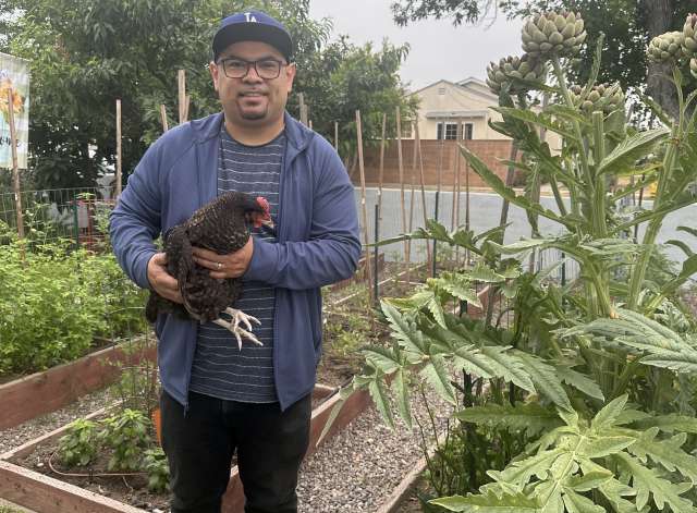 Man holding a chicken in a garden