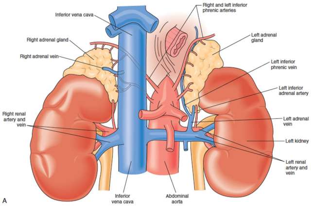 Illustration of Adrenal Glands