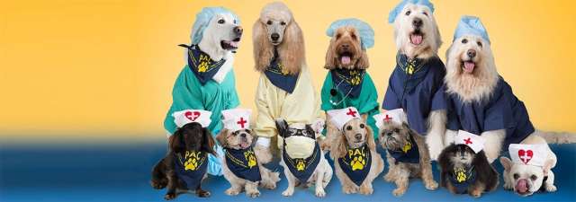 Dogs dressed like doctors