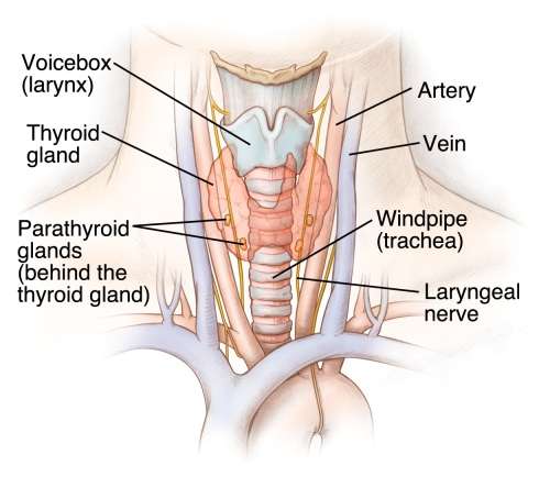 Parathyroid Gland Illustration