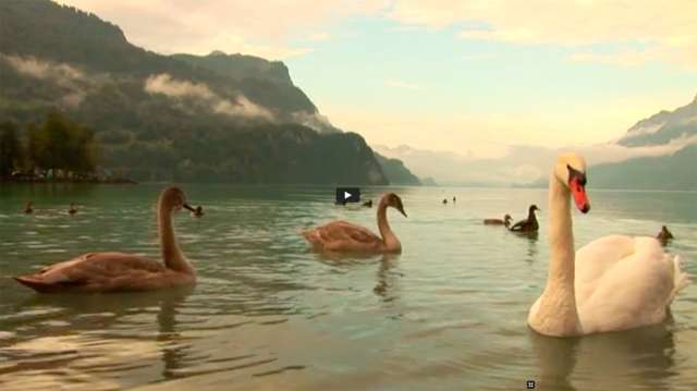Swans swimming on a lake