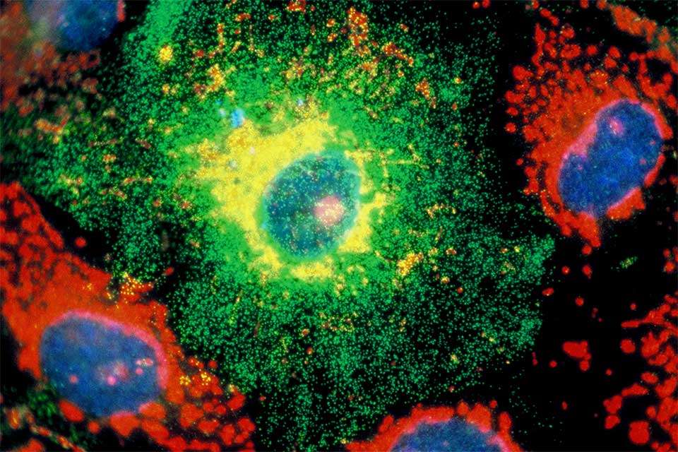 Vaults (green dots) populate most animal cells by the thousands.