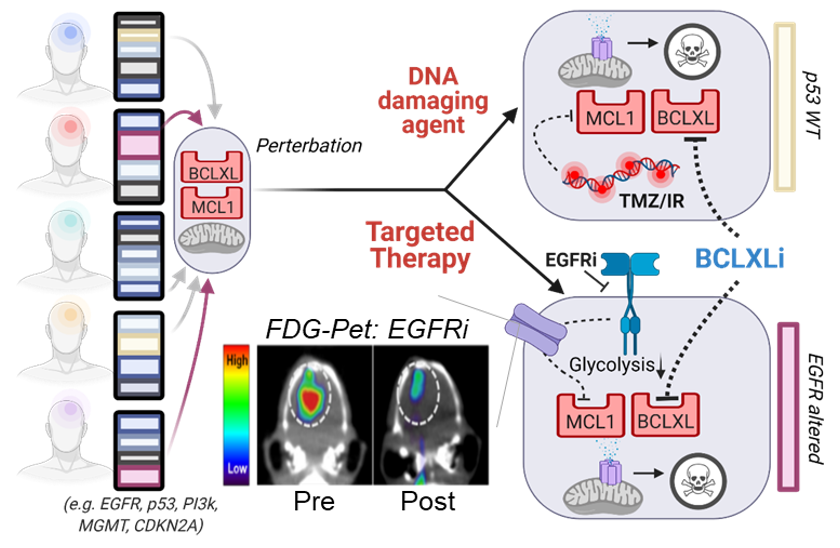 Diagram of Glioblastoma tumor dual apoptotic barrier.