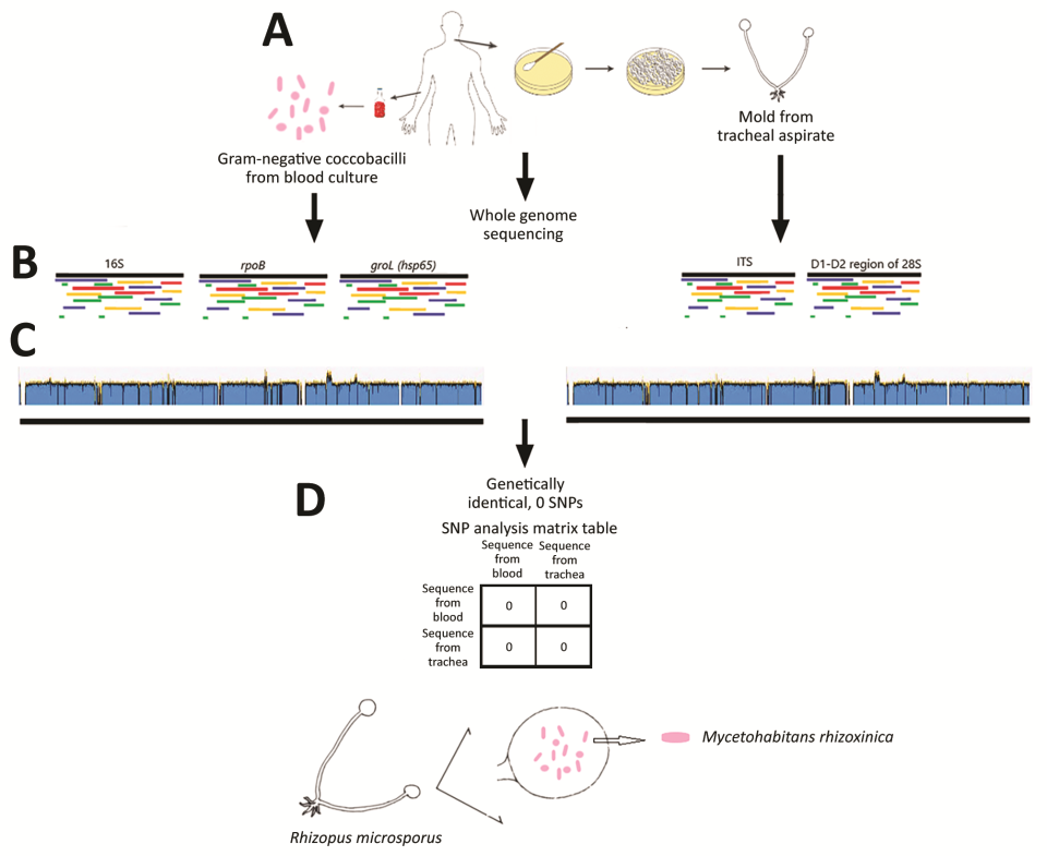 Molecular Microbiology and Pathogen Genomics (MMPG) Laboratory ...