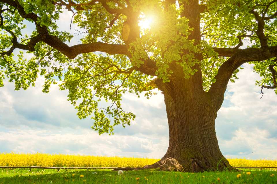 A majestic tree in front of a sunset
