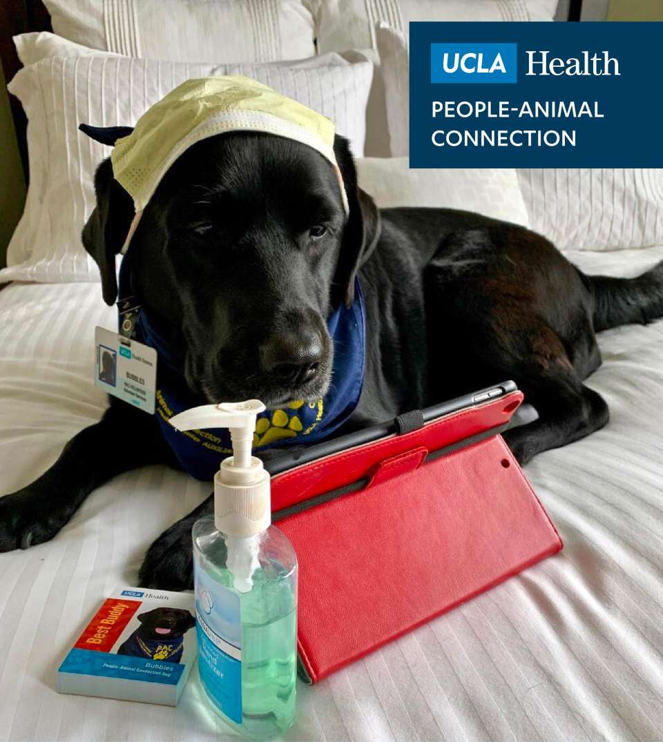 black labrador retriever dog with mask on head, and hand sanitizer