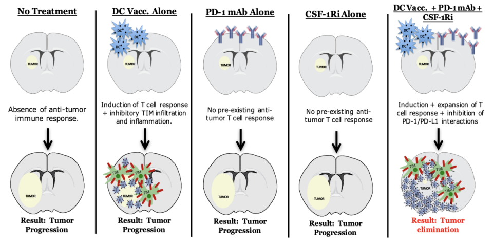 Graphic depicting critical immune components