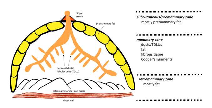 Basic of Breast Ultrasound Figure 3