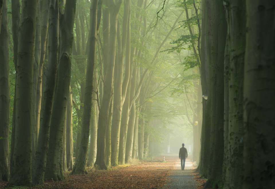 Man Walking Alone Among Trees
