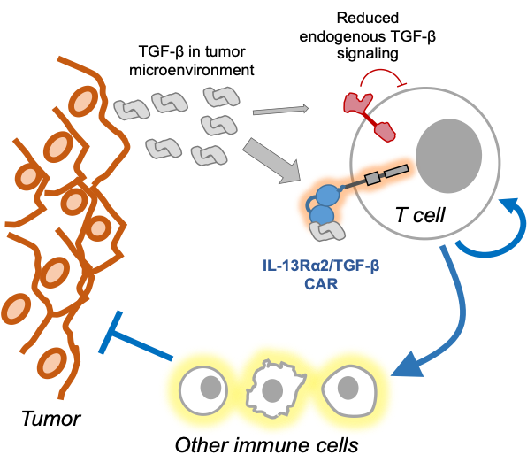 UCLA SPORE in Brain Cancer Project 4 diagram