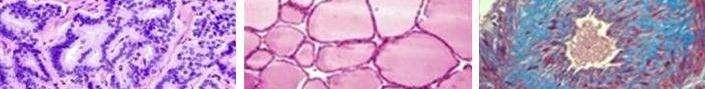 Microscopic view of cells