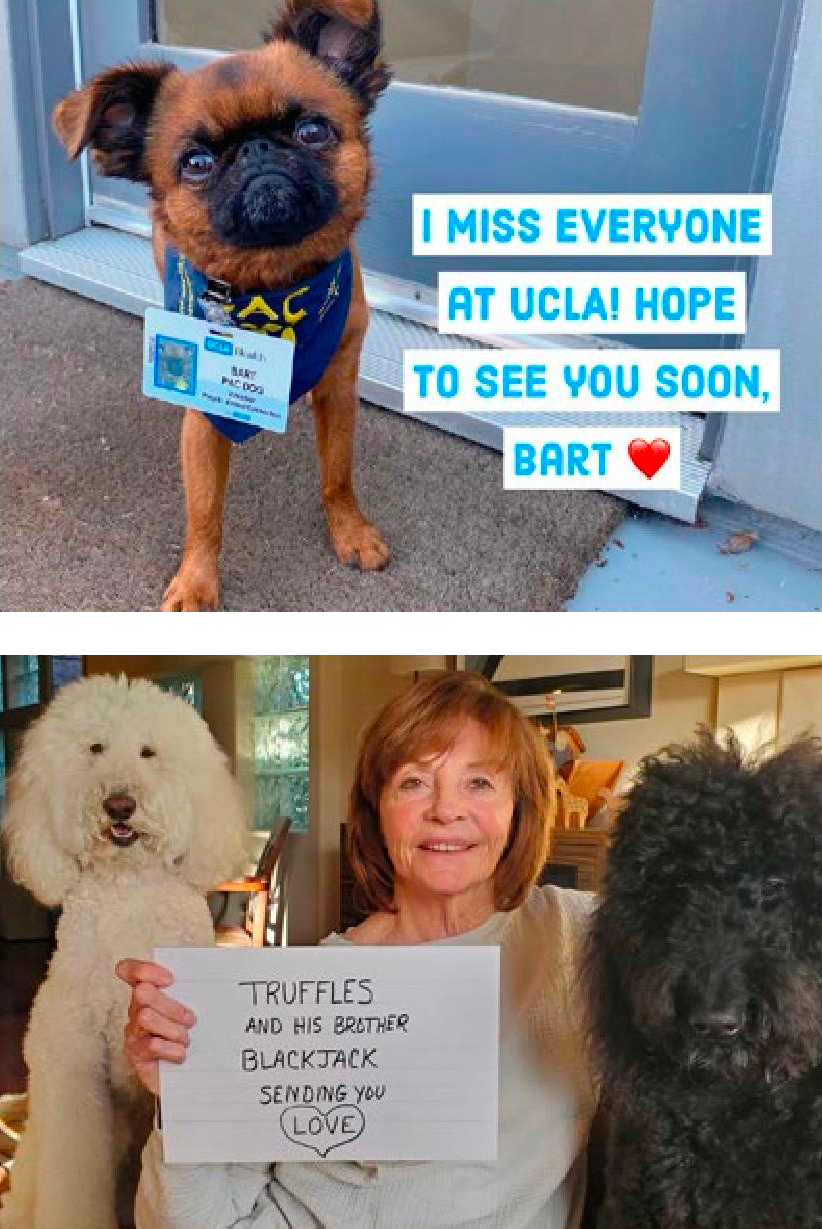 Top: Bart, a cute dog with UCLA ID, says "I miss everyone at UCLA!" Bottom: A woman holds a sign with two fluffy dogs, Truffles and Blackjack.