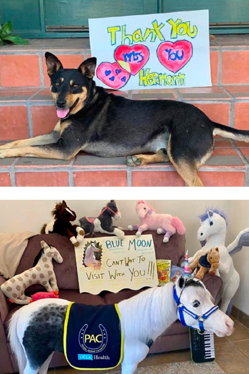 Therapy dog and miniature horse from UCLA PAC program with thank-you signs and stuffed animals, sharing cheerful messages.