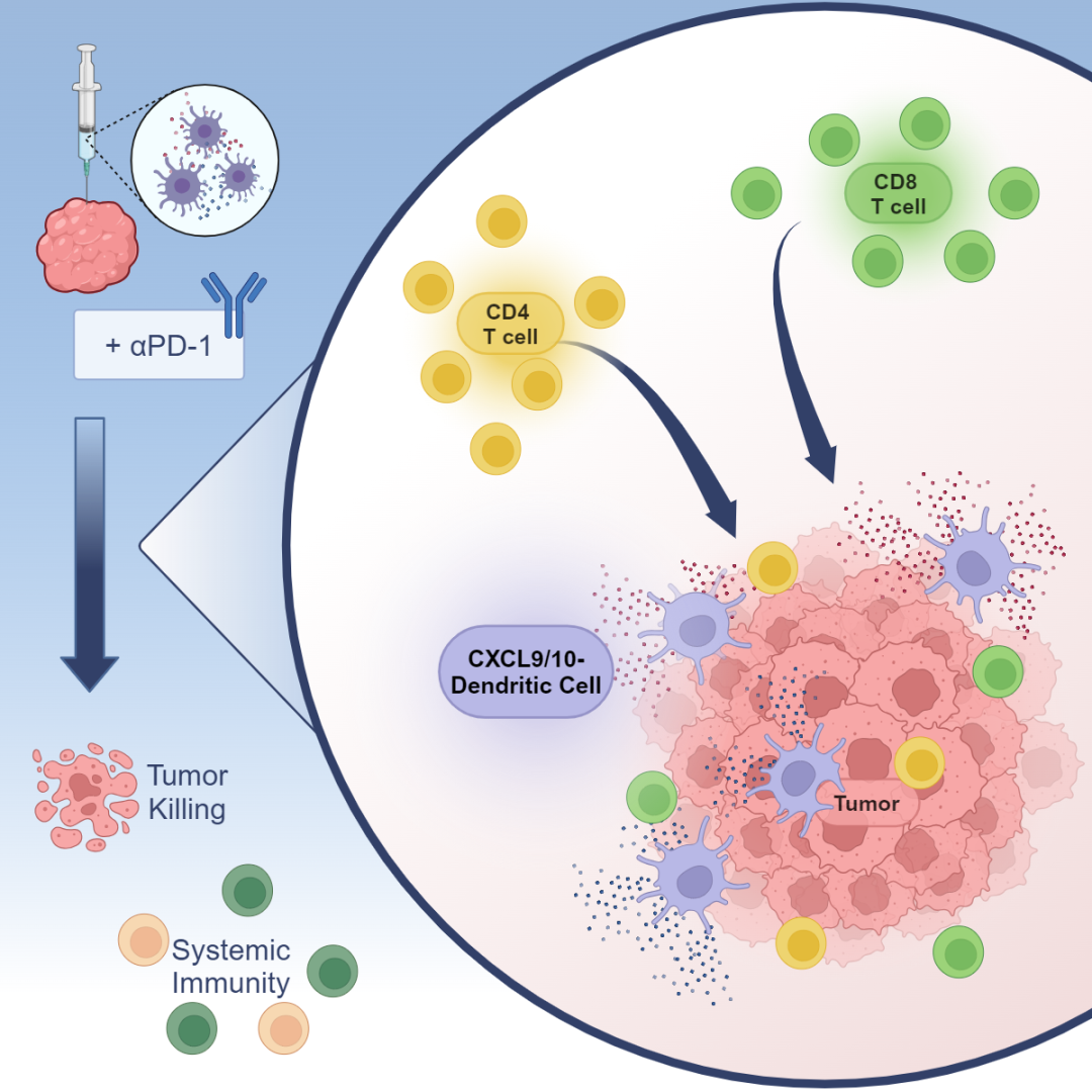 Genetically engineered dendritic cells enhance the power of ...