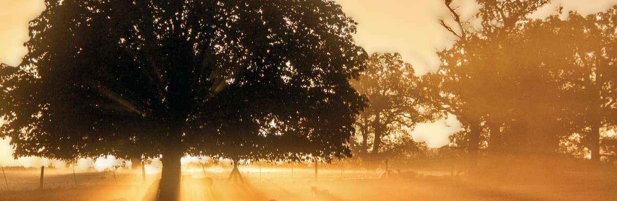 Large tree in a grove backlit by setting sun