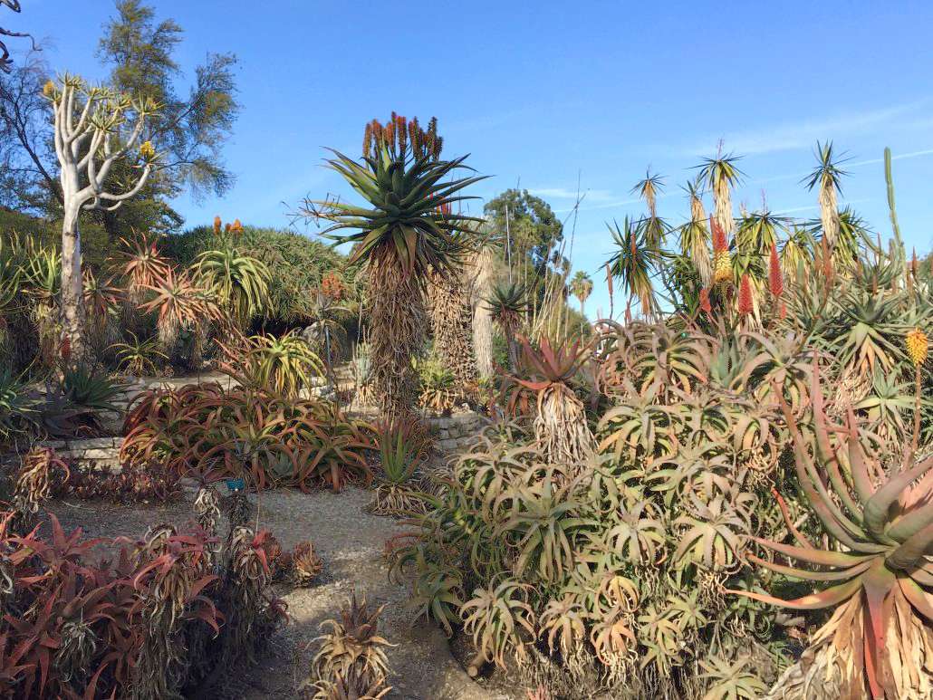 UCLA Botanical Garden