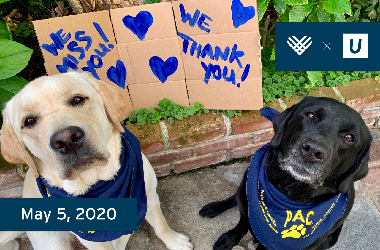 Two Labs, cream and black, wear "PAC" bandanas and sit before a "WE THANK YOU!" sign in Los Angeles, CA.