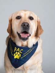 Georgia PAC Therapy Animal (People-Animal Connection)