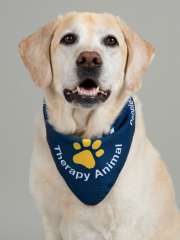 Clara PAC Therapy Animal (People-Animal Connection)