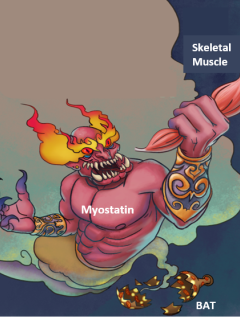 A devil illustration, representing Myostatin, holding a skeletal muscle, and a broken bottle underneath labeled BAT.