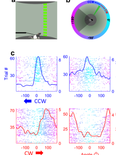 Four-panel figure showing a mouse in a setup, a circular diagram, and scatter plots with blue “CCW” and red “CW” labels and arrows
