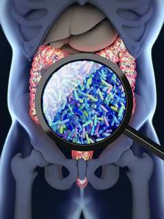 Magnified view of colorful bacteria in the human digestive system.