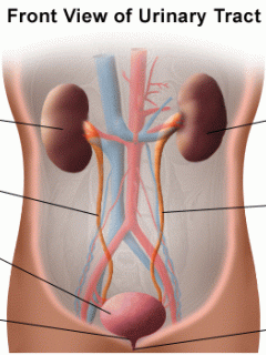 Graphic of Front View of Urinary Tract