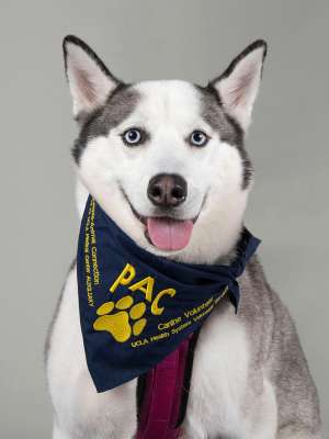 Izzy PAC Therapy Animal (People-Animal Connection)