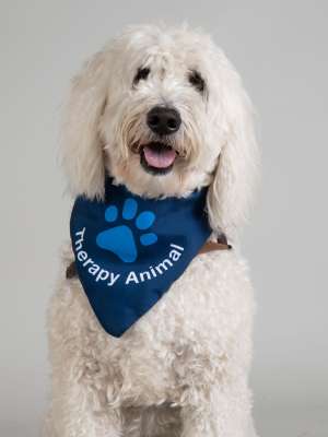 Beau - PAC Therapy Animal (People-Animal Connection)