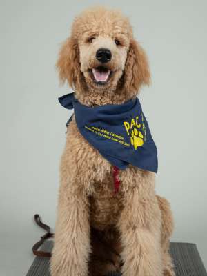 Kennedy PAC Therapy Animal (People-Animal Connection)