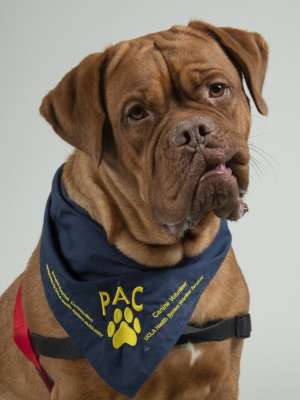 Boba - Dogue de Bordeaux