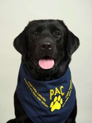 Bubbles - Black Labrador