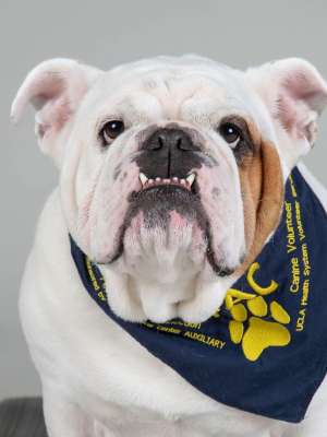 Bentley - English Bulldog