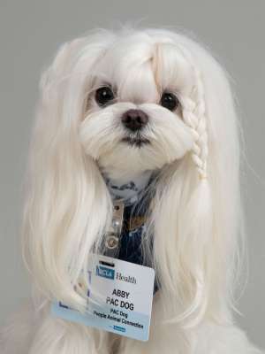 Abby - PAC Therapy Animal (People-Animal Connection)