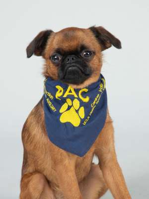 Pitzel PAC Therapy Animal (People-Animal Connection)