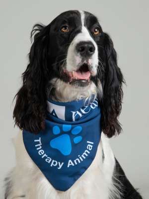 Waylon PAC Therapy Animal (People-Animal Connection)